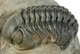 Reedops Trilobite - Atchana, Morocco #312339-2